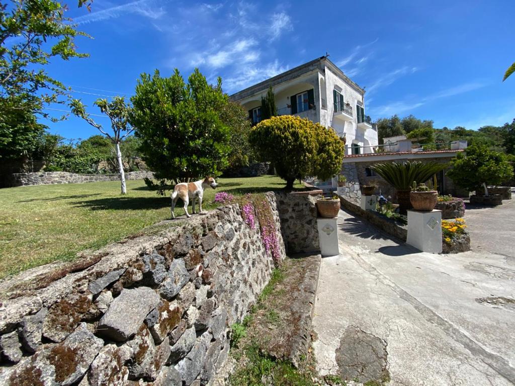 Barano dʼIschia Villa Vincenzo Di Meglio מראה חיצוני תמונה