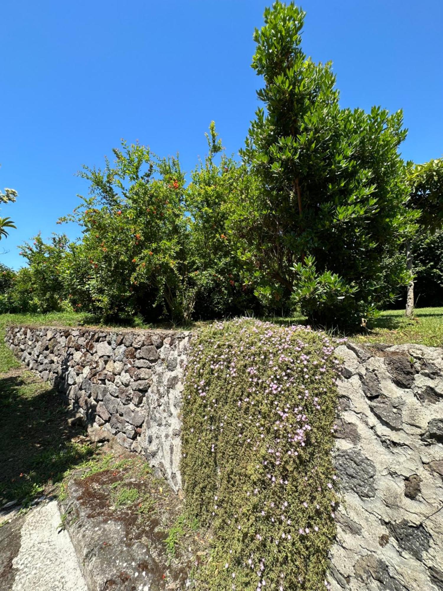 Barano dʼIschia Villa Vincenzo Di Meglio מראה חיצוני תמונה